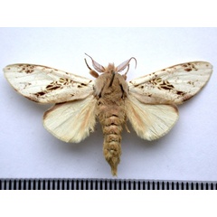 /filer/webapps/moths/media/images/A/atriclathrata_Tricholoba_A_Revell_01.jpg
