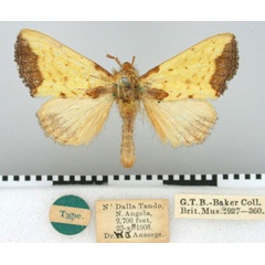 /filer/webapps/moths/media/images/A/ansorgei_Paralophata_HT_BMNH.jpg