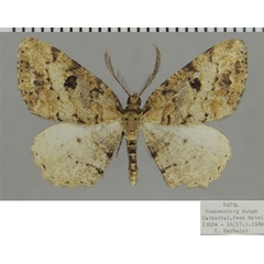 /filer/webapps/moths/media/images/D/decisa_Obolcola_AM_ZSMa.jpg