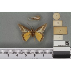 /filer/webapps/moths/media/images/L/laeta_Musurgina_HT_BMNHb.jpg
