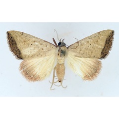 /filer/webapps/moths/media/images/H/hypopsamma_Phytometra_AF_TMSA_02.jpg