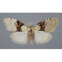 /filer/webapps/moths/media/images/O/ornatulana_Nola_PT_BMNH.jpg