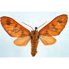 /filer/webapps/moths/media/images/P/postrosea_Rhipidarctia_AF_Ochse.jpg