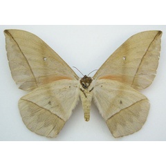 /filer/webapps/moths/media/images/A/ansorgei_Bunaea_HT_BMNHUKb.jpg