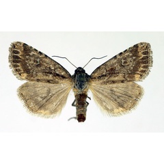 /filer/webapps/moths/media/images/S/stigmatia_Heliocheilus_AF_Aulombard.jpg