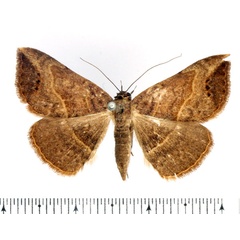 /filer/webapps/moths/media/images/D/digoniata_Maxera_AM_BMNH.jpg