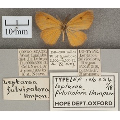 /filer/webapps/moths/media/images/F/fulvicolora_Leptaroa_ST_OUMNH_02.jpg