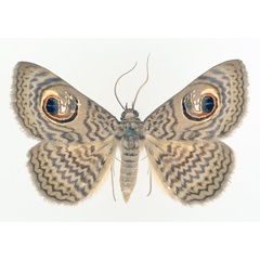 /filer/webapps/moths/media/images/P/pretiosissima_Calliodes_AM_TMSA_02.jpg