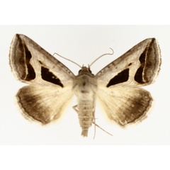 /filer/webapps/moths/media/images/O/obstans_Cuneisigna_AM_TMSA_01.jpg
