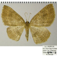 /filer/webapps/moths/media/images/L/lophopterata_Astenotricha_AF_ZSM.jpg