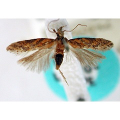 /filer/webapps/moths/media/images/L/lacunosa_Epithectis_LT_TMSA.jpg