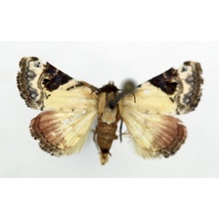 /filer/webapps/moths/media/images/E/ecthaemata_Eublemma_A_ISEA_01.jpg