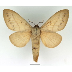 /filer/webapps/moths/media/images/M/madagascariensis_Borocera_AF_Basquin_01.jpg