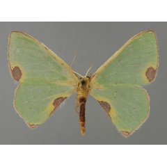 /filer/webapps/moths/media/images/O/omorrhodia_Lophorrhachia_A_ZSM_01.jpg
