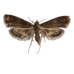 /filer/webapps/moths/media/images/F/fuscalis_Paracataclysta_AF_Agassiz.jpg