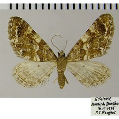 /filer/webapps/moths/media/images/O/ochralba_Eupithecia_AF_ZSM.jpg