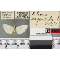 /filer/webapps/moths/media/images/A/argentula_Eilema_HT_BMNHa.jpg