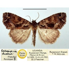 /filer/webapps/moths/media/images/D/dascia_Callopistria_PT_BMNH.jpg