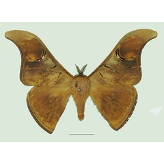 /filer/webapps/moths/media/images/U/unguiculata_Dogoia_AM_Basquina.jpg