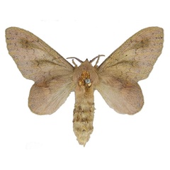 /filer/webapps/moths/media/images/L/longipennis_Typhonoya_AF_BMNH.jpg