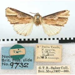/filer/webapps/moths/media/images/P/pulchra_Phalerodes_HT_BMNH.jpg