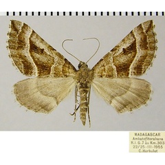/filer/webapps/moths/media/images/R/recta_Parortholitha_AF_ZSM.jpg