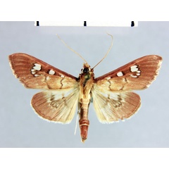 /filer/webapps/moths/media/images/M/marionalis_Coptobasoides_HT_MNHN.jpg