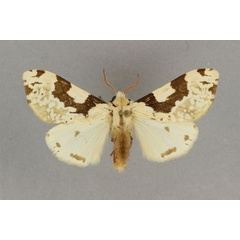 /filer/webapps/moths/media/images/V/varicolor_Disparctia_PT_BMNH.jpg