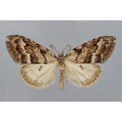 /filer/webapps/moths/media/images/K/kennedyi_Meganola_HT_BMNH.jpg