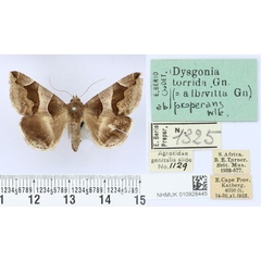 /filer/webapps/moths/media/images/T/torrida_Dysgonia_AM_BMNH.jpg