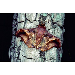 /filer/webapps/moths/media/images/J/joiceyi_Micragone_AM_Basquin_02.jpg