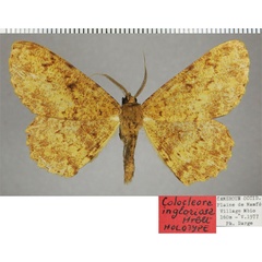 /filer/webapps/moths/media/images/I/ingloriosa_Colocleora_HT_ZSMa.jpg