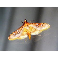 /filer/webapps/moths/media/images/S/smaragdina_Prophantis_A_Grobler.jpg