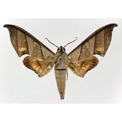 /filer/webapps/moths/media/images/T/trisecta_Polyptychus_AM_Basquin.jpg