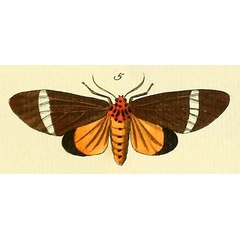/filer/webapps/moths/media/images/P/phileta_Caryatis_Drury3_22_5.jpg