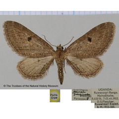 /filer/webapps/moths/media/images/F/fuliginata_Eupithecia_PTM_BMNH.jpg