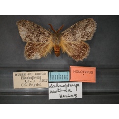 /filer/webapps/moths/media/images/S/scotina_Lichenopteryx_HT_RMCA_01.jpg