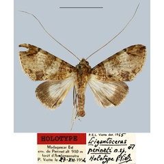 /filer/webapps/moths/media/images/P/perineti_Gigantoceras_HT_MNHN.jpg