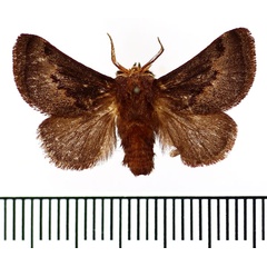 /filer/webapps/moths/media/images/R/ruficeps_Tetraphleba_AM_BMNH.jpg