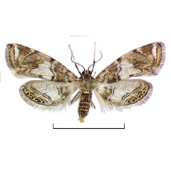 /filer/webapps/moths/media/images/N/nyasalis_Eoophyla_AF_BMNH.jpg