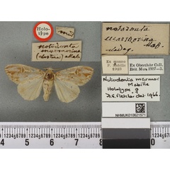 /filer/webapps/moths/media/images/M/marmor_Notodonta_HT_BMNHa.jpg