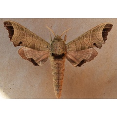/filer/webapps/moths/media/images/A/apicalis_Likoma_A_Butler.jpg