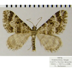 /filer/webapps/moths/media/images/B/basutensis_Piercea_AM_ZSMa.jpg