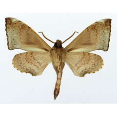 /filer/webapps/moths/media/images/H/hollandi_Polyptychus_AM_Basquin_01b.jpg