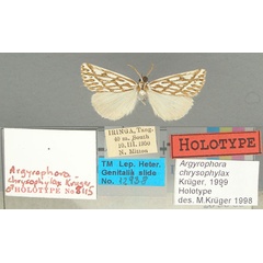 /filer/webapps/moths/media/images/C/chrysophylax_Argyrophora_HT_TMSA.jpg