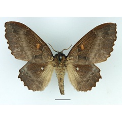 /filer/webapps/moths/media/images/A/audeoudi_Mimopacha_AF_Basquin_01.jpg