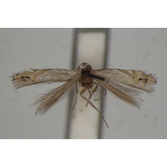 /filer/webapps/moths/media/images/X/xanthochyta_Crobylophora_LT_BMNH.jpg