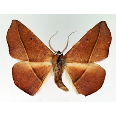 /filer/webapps/moths/media/images/F/fulva_Xanthisthisa_AM_TMSA.jpg