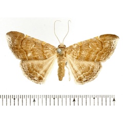 /filer/webapps/moths/media/images/E/euprepes_Euippodes_AF_BMNH.jpg