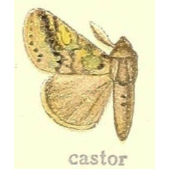 /filer/webapps/moths/media/images/C/castor_Dasychira_Hering_21-i.jpg